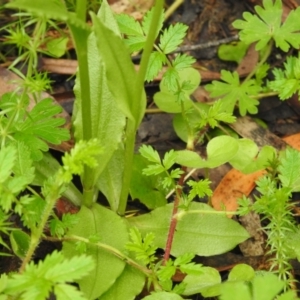 Pterostylis sp. at Rossi, NSW - suppressed