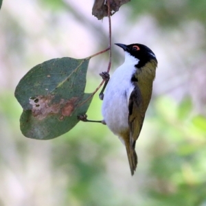 Melithreptus lunatus at Yackandandah, VIC - 5 Dec 2021 07:58 AM