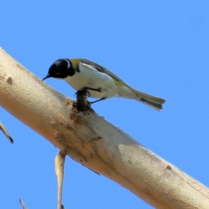 Melithreptus lunatus at Yackandandah, VIC - 5 Dec 2021 07:58 AM