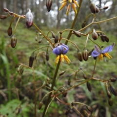 Dianella (genus) (Flax Lily) at Rossi, NSW - 5 Dec 2021 by Liam.m