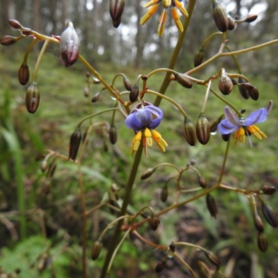 Dianella sp. (Flax Lily) at Rossi, NSW - 5 Dec 2021 by Liam.m