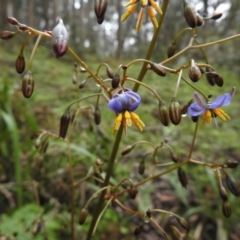 Dianella sp. (Flax Lily) at Rossi, NSW - 4 Dec 2021 by Liam.m