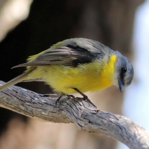 Eopsaltria australis at Yackandandah, VIC - 5 Dec 2021 08:36 AM