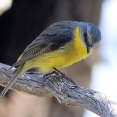 Eopsaltria australis at Yackandandah, VIC - 5 Dec 2021 08:36 AM