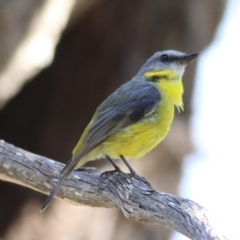 Eopsaltria australis at Yackandandah, VIC - 5 Dec 2021 08:36 AM