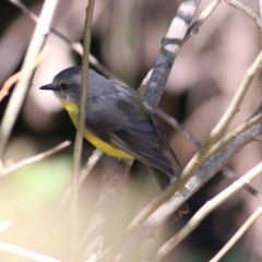 Eopsaltria australis at Yackandandah, VIC - 5 Dec 2021 08:36 AM