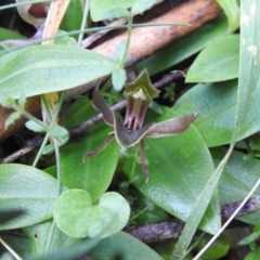 Chiloglottis valida (Large Bird Orchid) at Tallaganda State Forest - 5 Dec 2021 by Liam.m