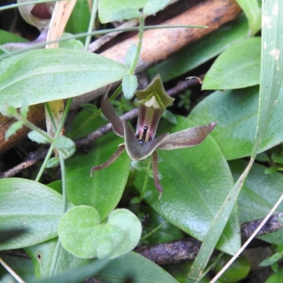 Chiloglottis valida (Large Bird Orchid) at Tallaganda State Forest - 4 Dec 2021 by Liam.m