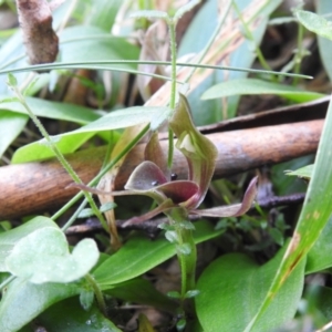 Chiloglottis valida at Rossi, NSW - suppressed