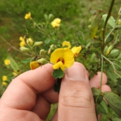 Goodia lotifolia (Golden Tip) at Farringdon, NSW - 4 Dec 2021 by Liam.m