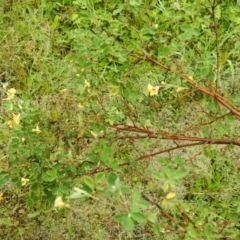 Goodia lotifolia at Farringdon, NSW - suppressed