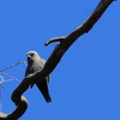 Artamus cyanopterus (Dusky Woodswallow) at Yackandandah, VIC - 5 Dec 2021 by KylieWaldon