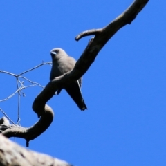 Artamus cyanopterus at Yackandandah, VIC - 5 Dec 2021 08:39 AM