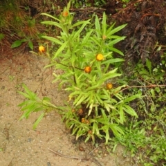 Xerochrysum bracteatum (Golden Everlasting) at Farringdon, NSW - 4 Dec 2021 by Liam.m