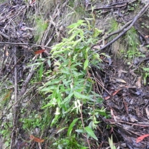 Billardiera mutabilis at Farringdon, NSW - 5 Dec 2021