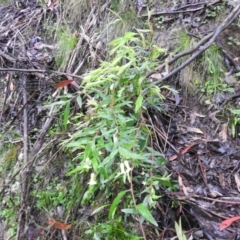 Billardiera mutabilis (Climbing Apple Berry, Apple Berry, Snot Berry, Apple Dumblings, Changeable Flowered Billardiera) at Tallaganda State Forest - 4 Dec 2021 by Liam.m