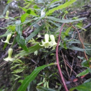 Billardiera mutabilis at Farringdon, NSW - 5 Dec 2021