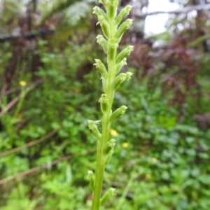 Microtis unifolia at Farringdon, NSW - 5 Dec 2021