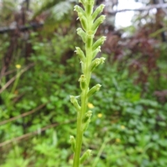 Microtis unifolia (Common Onion Orchid) at Tallaganda State Forest - 4 Dec 2021 by Liam.m