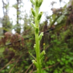 Microtis unifolia at Farringdon, NSW - 5 Dec 2021