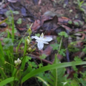 Libertia paniculata at Farringdon, NSW - suppressed