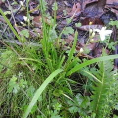 Libertia paniculata at Farringdon, NSW - 5 Dec 2021