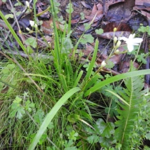 Libertia paniculata at Farringdon, NSW - suppressed