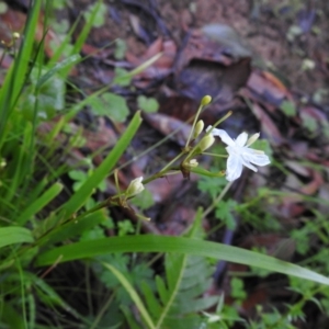 Libertia paniculata at Farringdon, NSW - suppressed