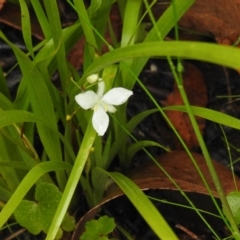 Libertia paniculata at suppressed - 5 Dec 2021