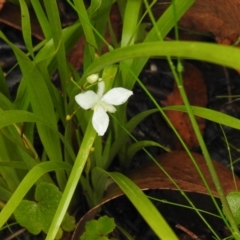 Libertia paniculata at Farringdon, NSW - suppressed