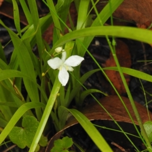 Libertia paniculata at Farringdon, NSW - 5 Dec 2021