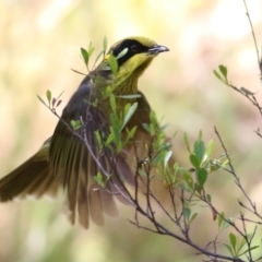 Lichenostomus melanops (Yellow-tufted Honeyeater) at Yackandandah, VIC - 4 Dec 2021 by KylieWaldon