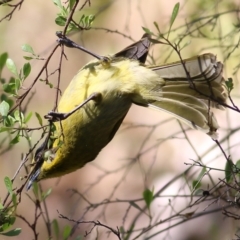 Lichenostomus melanops at Yackandandah, VIC - 5 Dec 2021