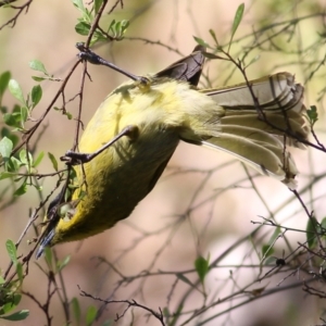 Lichenostomus melanops at Yackandandah, VIC - 5 Dec 2021