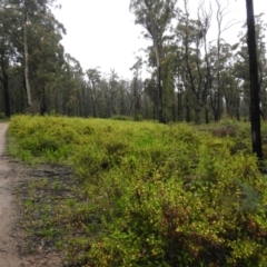 Goodenia ovata (Hop Goodenia) at Tallaganda State Forest - 5 Dec 2021 by Liam.m