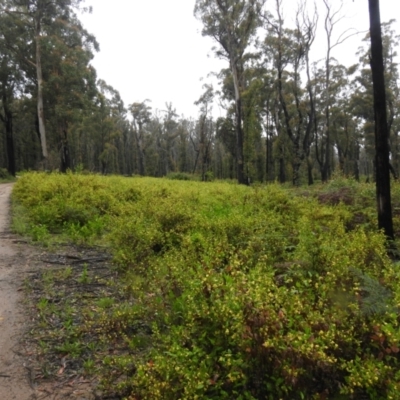 Goodenia ovata (Hop Goodenia) at Tallaganda State Forest - 5 Dec 2021 by Liam.m