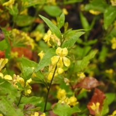 Goodenia ovata at Bombay, NSW - 5 Dec 2021