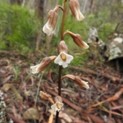 Gastrodia sesamoides (Cinnamon Bells) at Tallaganda State Forest - 5 Dec 2021 by Liam.m