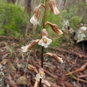 Gastrodia sesamoides at Rossi, NSW - 5 Dec 2021