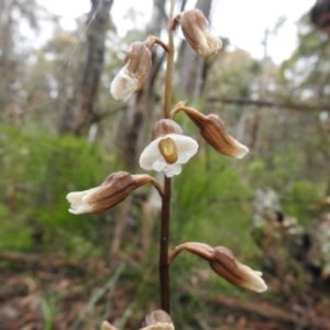 Gastrodia sesamoides at Rossi, NSW - 5 Dec 2021