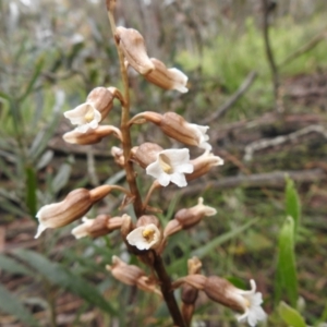 Gastrodia sesamoides at Rossi, NSW - 5 Dec 2021