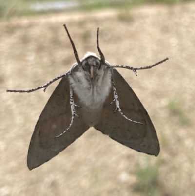 Gastrophora henricaria (Fallen-bark Looper, Beautiful Leaf Moth) at Bungendore, NSW - 5 Dec 2021 by yellowboxwoodland