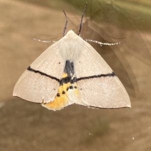 Gastrophora henricaria at Bungendore, NSW - 5 Dec 2021