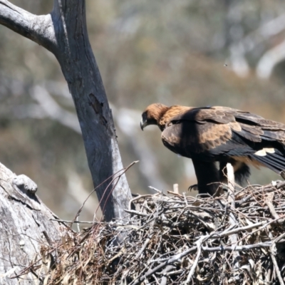 Aquila audax (Wedge-tailed Eagle) at Mount Ainslie - 9 Nov 2021 by jb2602