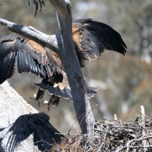 Aquila audax at Ainslie, ACT - suppressed