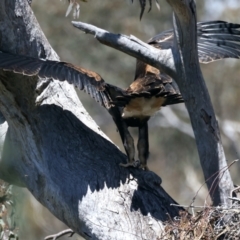 Aquila audax at Ainslie, ACT - suppressed