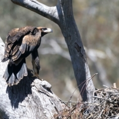 Aquila audax at Ainslie, ACT - suppressed