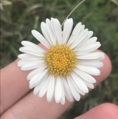 Brachyscome aculeata (Hill Daisy) at Yaouk, NSW - 28 Nov 2021 by Tapirlord