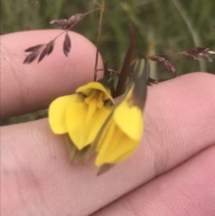 Diuris subalpina (Small Snake Orchid) at Yaouk, NSW - 27 Nov 2021 by Tapirlord