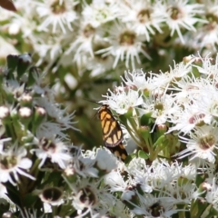 Unidentified Tiger moth (Arctiinae) at Yackandandah, VIC - 4 Dec 2021 by KylieWaldon